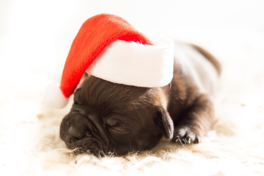 body_festivesleeppup