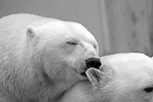 body_polarbearkiss