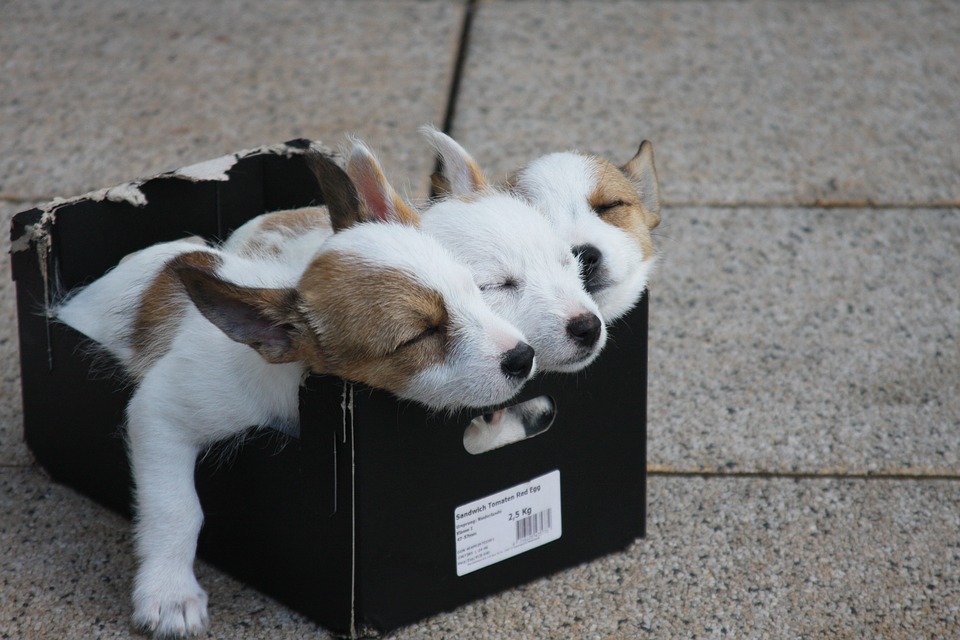 body_puppybox