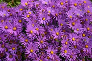 asters-1185297_1920