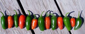 body_jalapeno