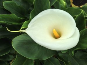 calla-1098234_1920