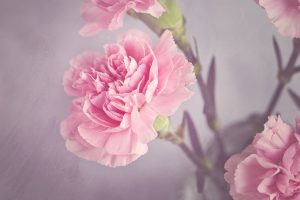 carnation-1323882_1280