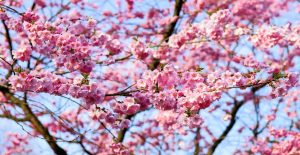 cherry-blossom-1318258_1280