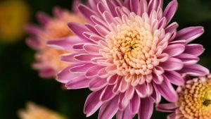 chrysanthemum-977104_1280