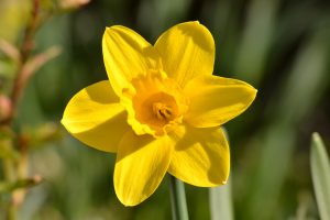 daffodil-1403154_1280