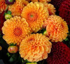 dahlias-1326929_1280