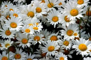 daisies-1454221_1280