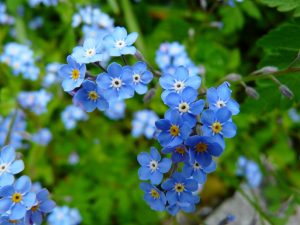 forget-me-not-3966_1280