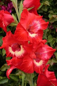 gladiolus-14185_640