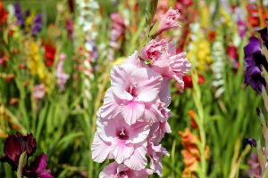 gladiolus-1546575_1280