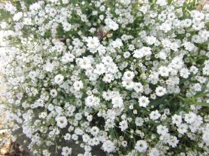 gypsophila-228850_1280