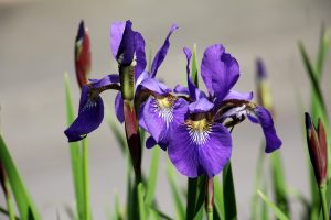 iris-1420033_1280