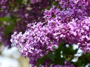 lilac-1463470_1280