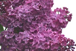 lilacs-1287880_1920