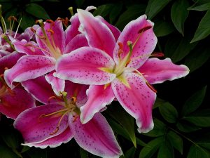 lily-561074_960_720