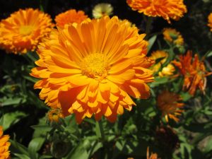 marigold-835636_1280