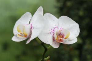 orchid-1228601_1920