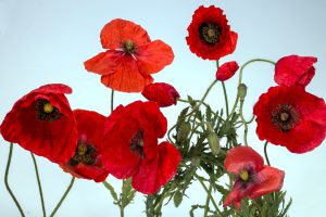 poppy-1442770_1920