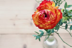 ranunculus-1283126_1920