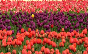 tulips-175605_1280