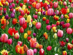 tulips-52125_1280