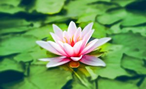 waterlily-1560022_1280
