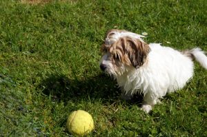 AD body_coton de tulear