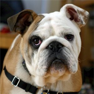 AD body_english bulldog