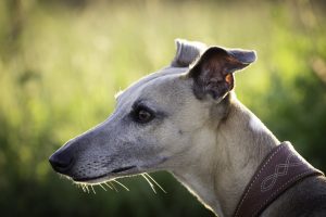 AD body_greyhound