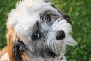 AD body_havanese