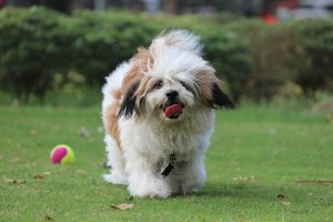 AD body_lhasa apso