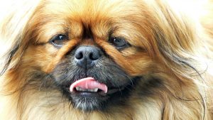 AD body_pekingese