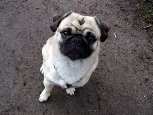 AD body_pug