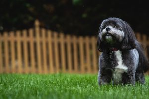 AD body_shih tzu