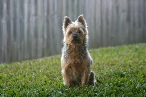 AD body_silky terrier