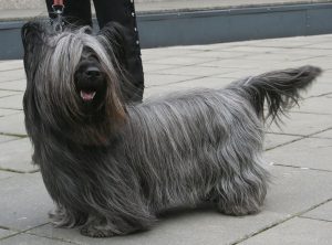 AD body_skye terrier