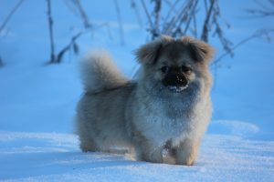 AD body_tibetan spaniel