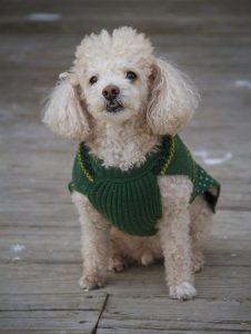 AD body_toy poodle