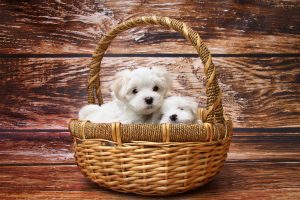 AD feature_basket puppies